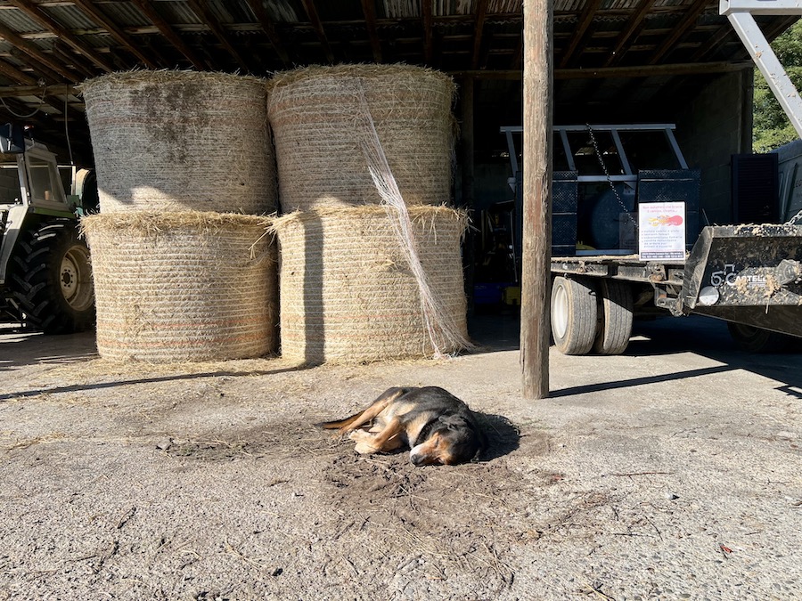 Mino lo spazzacamino vendita di legna